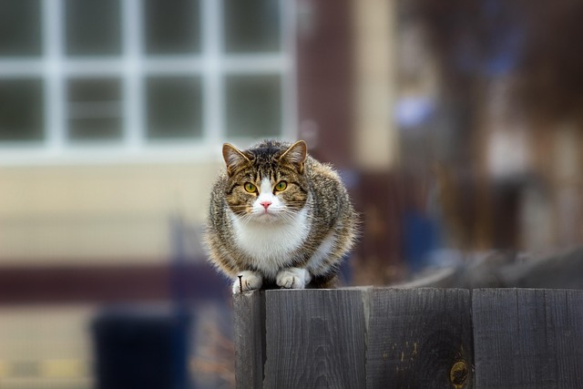 Animal, Pisică, Natura, Mamifer, Felină