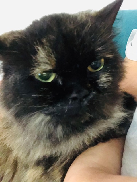 Katze, Katzen, Cat Lover, Tier, Porträt