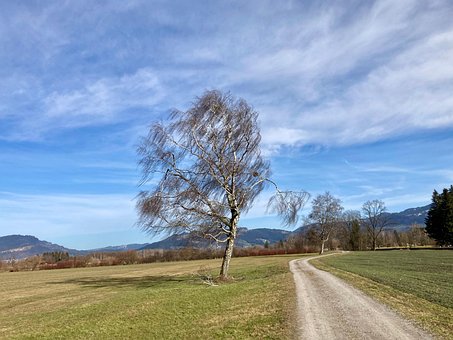 Free Birch Hairdryer photo and picture