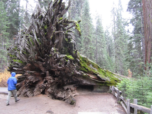 Free Sequoia Redwood photo and picture