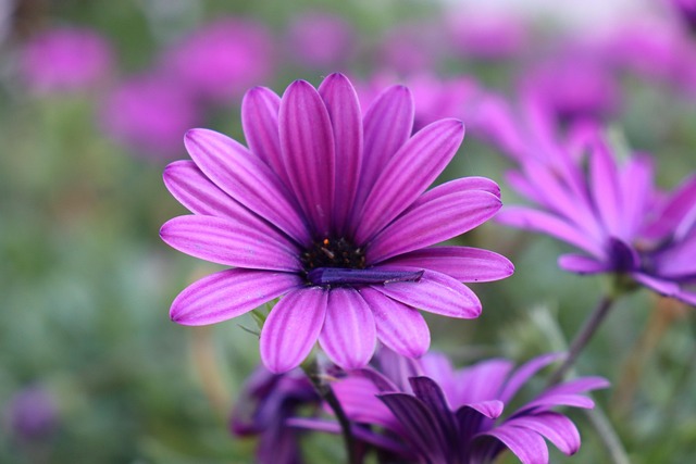 Bunga-Bunga Bloom Botani - Foto gratis di Pixabay - Pixabay