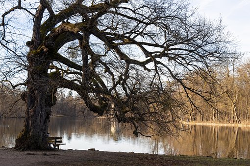 Free Tree Nature photo and picture