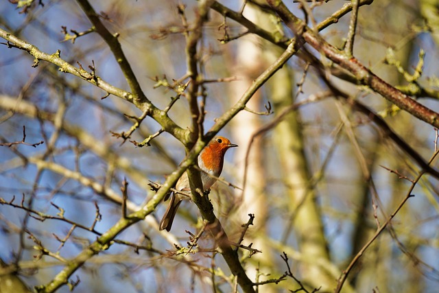 Free Bird Robin photo and picture