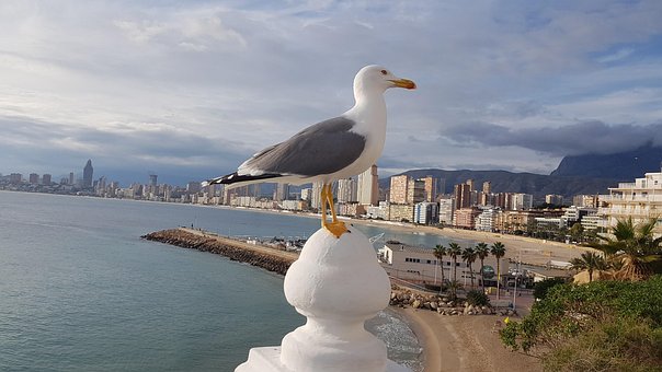 Möwe, Benidorm, Vogel, Meer, Flughafen