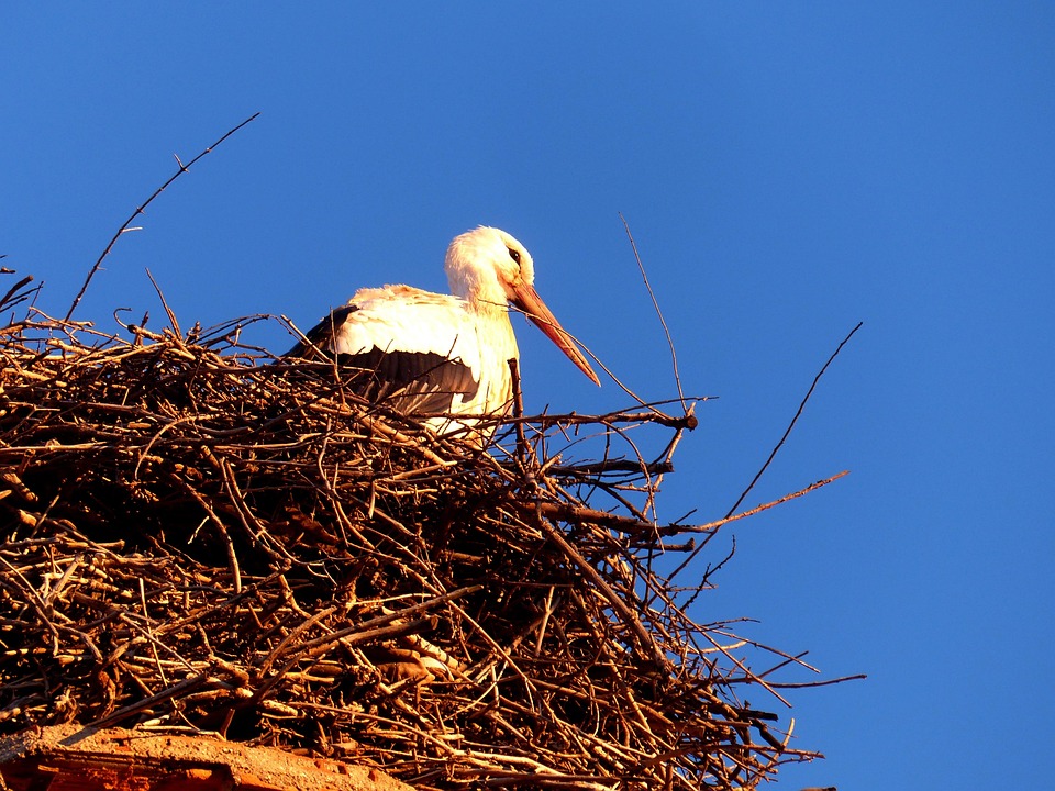 Stork Fugl Topp - Gratis foto på Pixabay - Pixabay