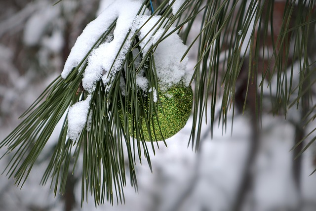 Weihnachtsbaum, Winter, Ornament, Baum
