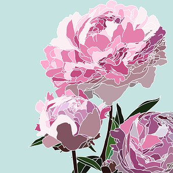 Free Peony Flower illustration and picture