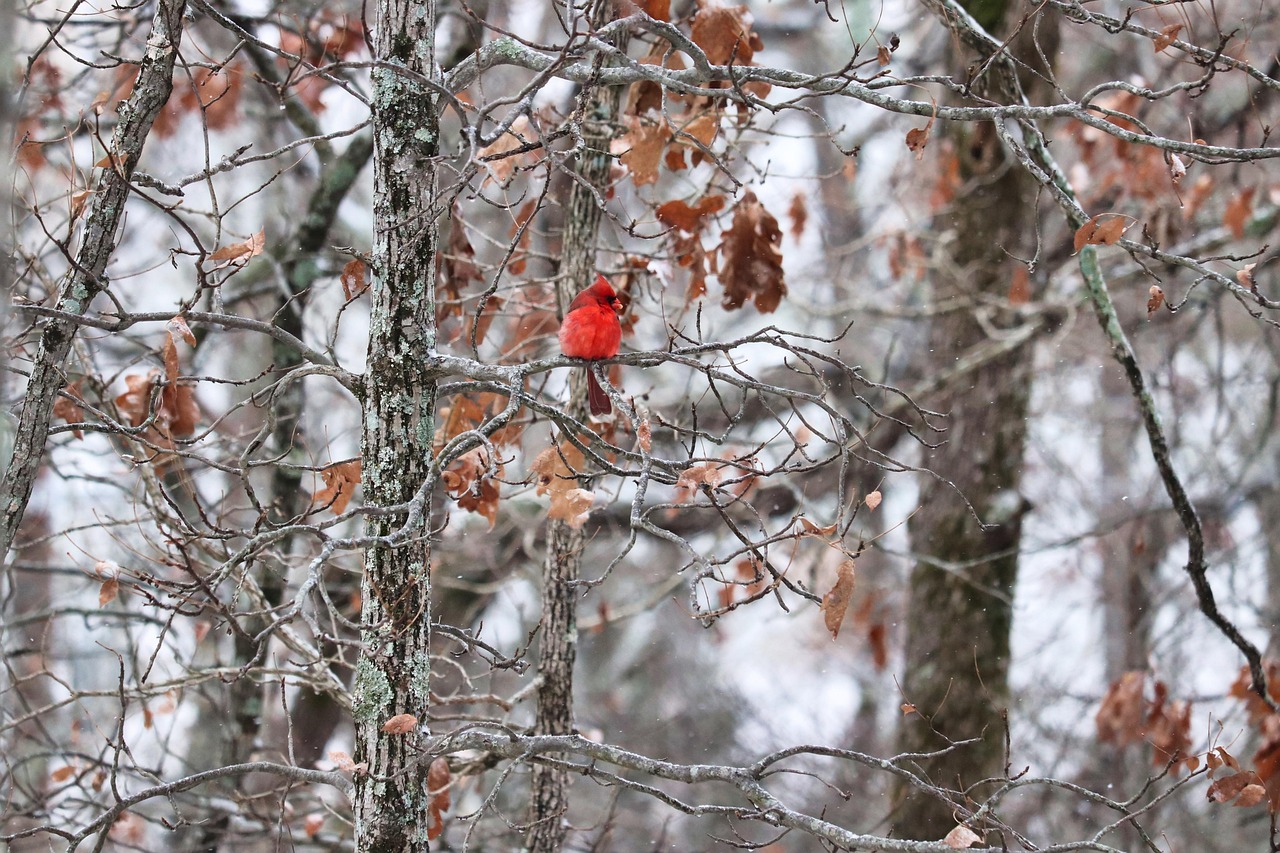 90+ Free Winter Cardinals & Cardinal Images - Pixabay