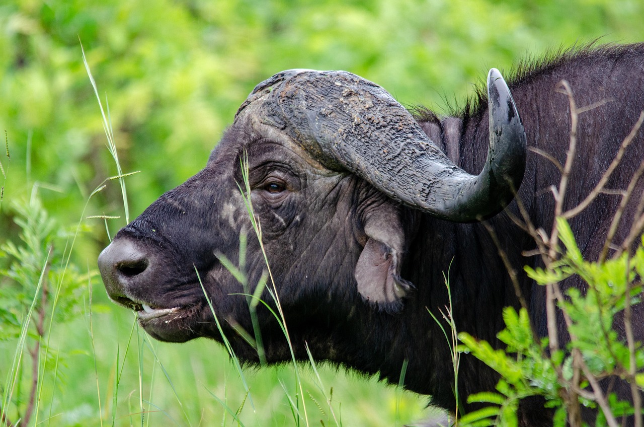 Animal - free online jigsaw puzzle photo