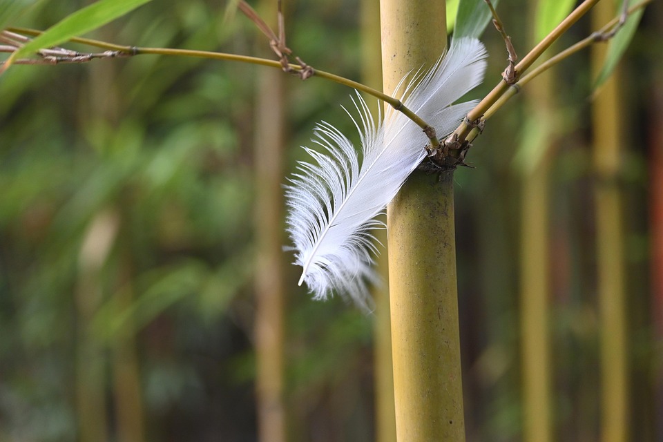 羽 竹林 - Pixabayの無料写真