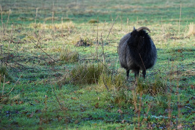Free Sheep Ewe photo and picture