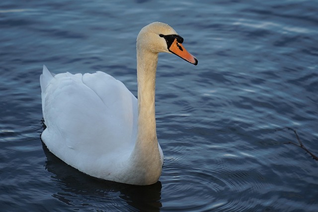 Free Bird Swan photo and picture