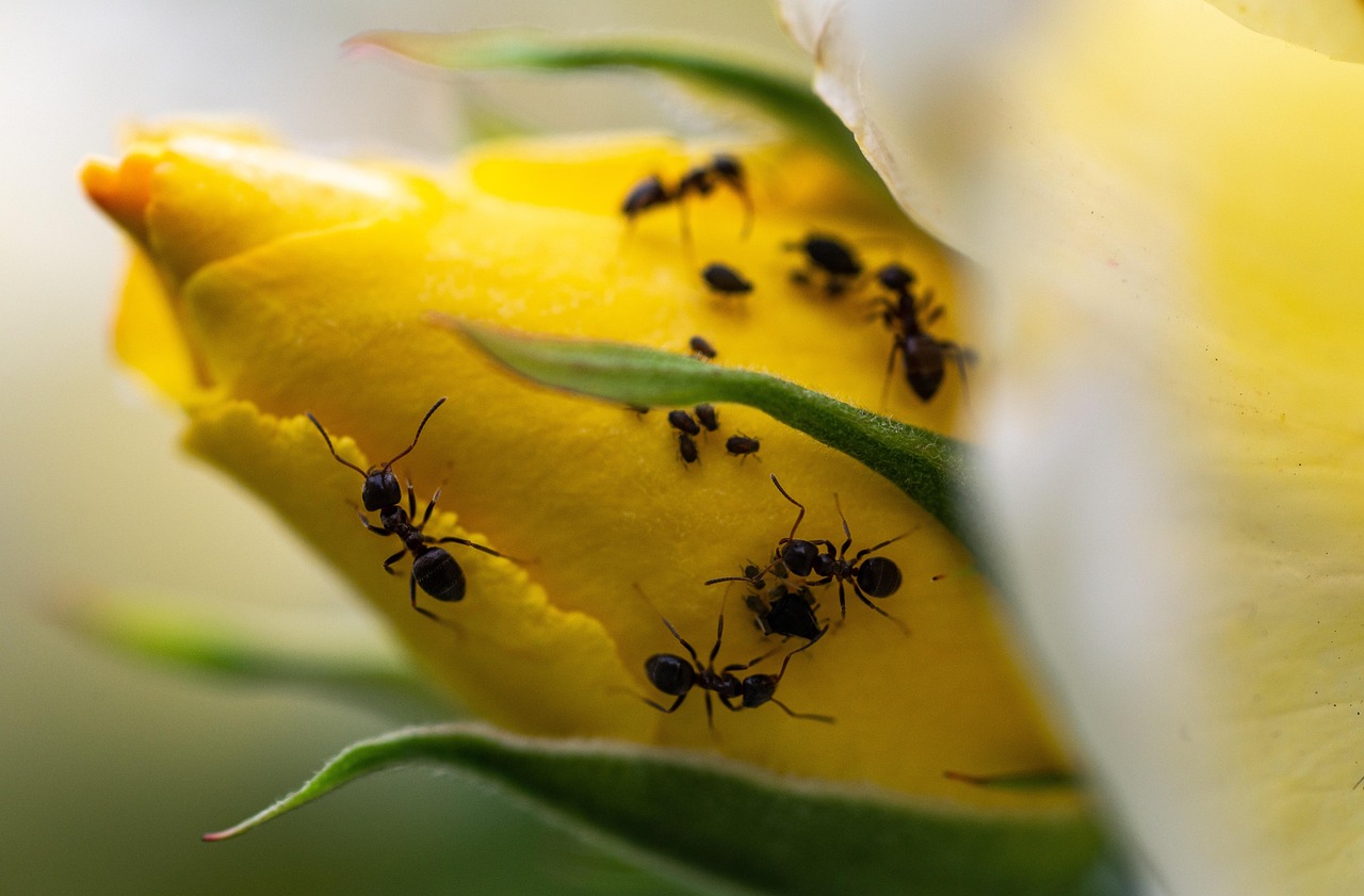 Rose Ants Flower Free photo on Pixabay Pixabay
