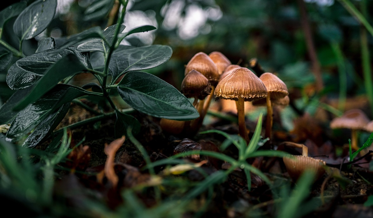 fungus, mushrooms, plants, soil, flora, vegetation, macro, nature