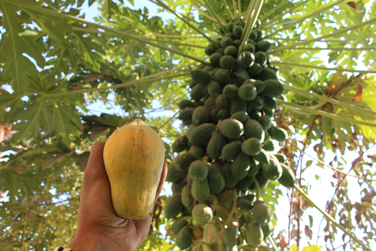 Papaya Mango Fruit Free photo on Pixabay Pixabay