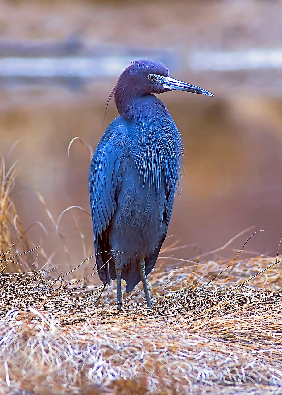 Little Blue Heron Bird Wildlife Free Photo On Pixabay