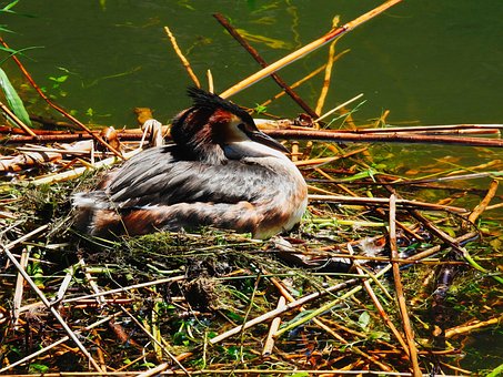 Free Great Crested Grebe Water Bird photo and picture