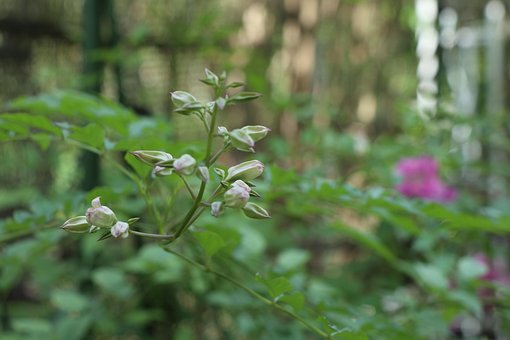 Podranea Ricasoliana Blume, Clustern