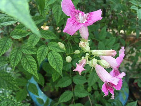 Podranea Ricasoliana Blume, Blüte, Rosa