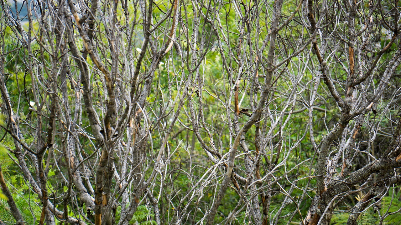 Natur Grön Landskap - Gratis foto på Pixabay