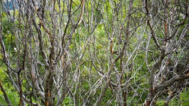 Free Nature Green photo and picture