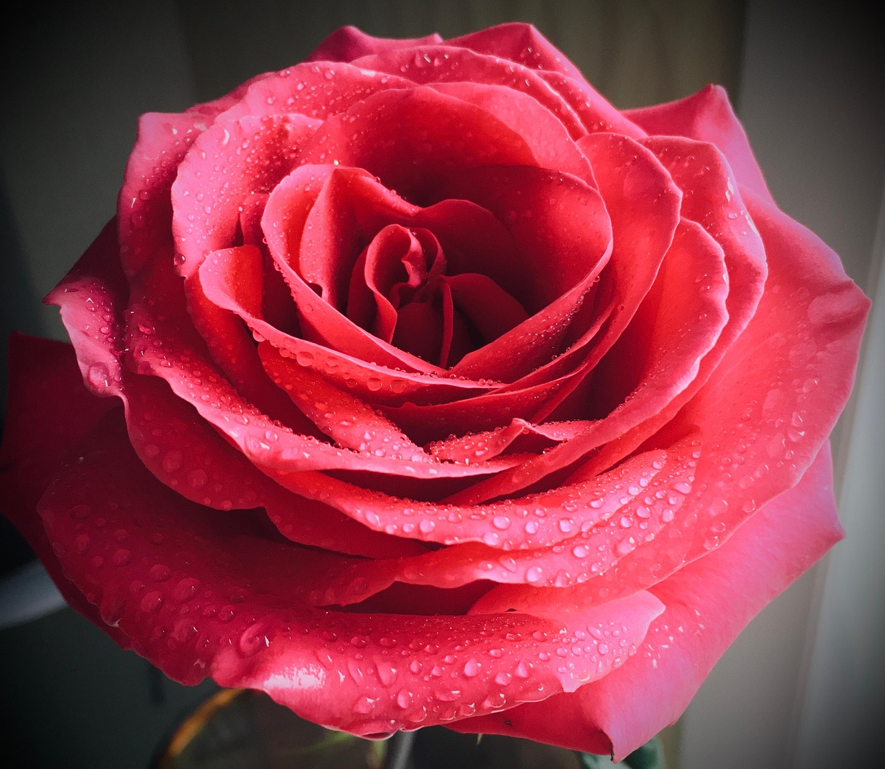 Rose Red Flower - Free photo on Pixabay - Pixabay