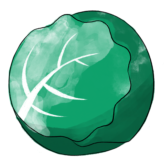 Free cabbage vegetable raw illustration