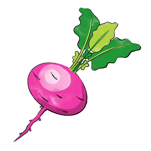 Free Vegetable Radish illustration and picture