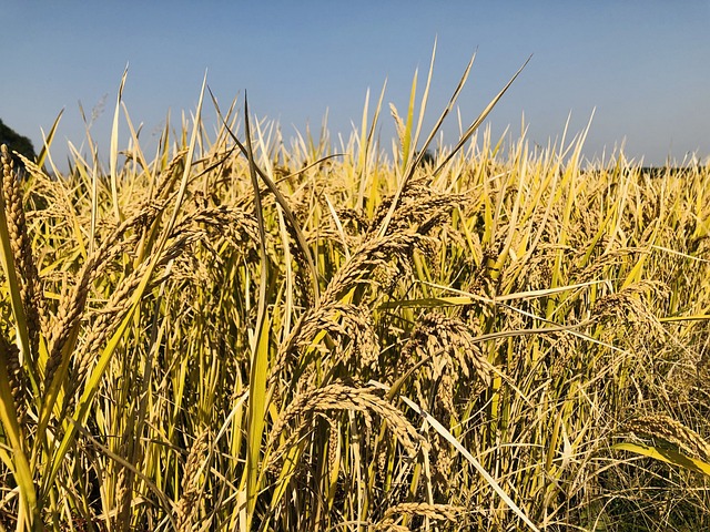 Free Paddy Rice photo and picture