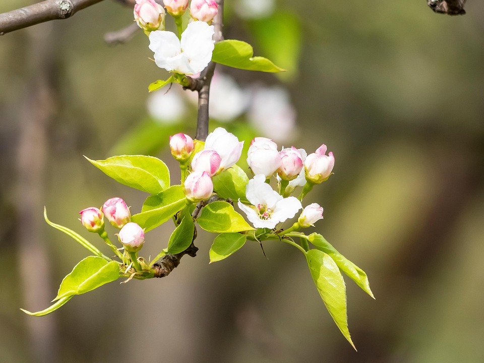 Flowers Apple Tree Spring - Free photo on Pixabay