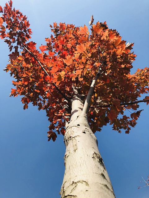 Free Leaf Oliage photo and picture