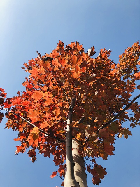 Free Leaf Oliage photo and picture