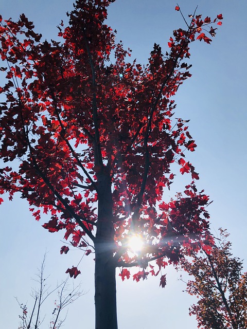 Free Sun Oliage photo and picture