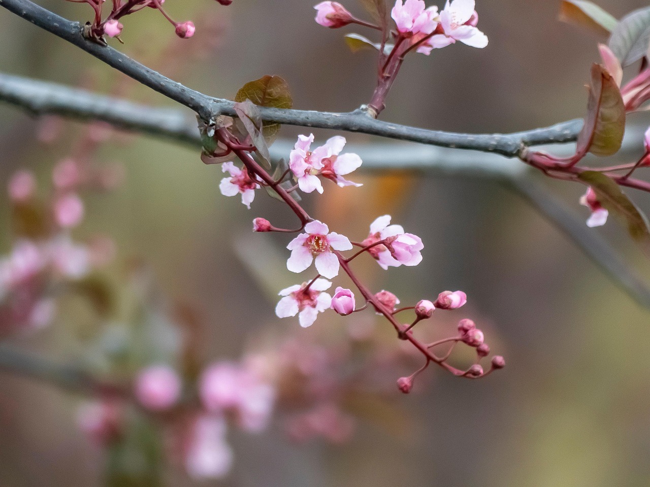 花朵 春天 树 - Pixabay上的免费照片 - Pixabay