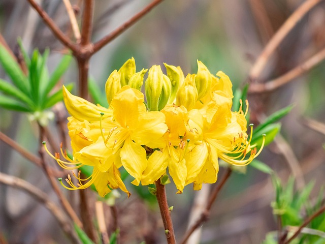 Azaleen Azaleen Blumen Garten Gelbe - Kostenloses Foto auf Pixabay - Pixabay