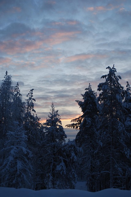 Free Forest Snow photo and picture