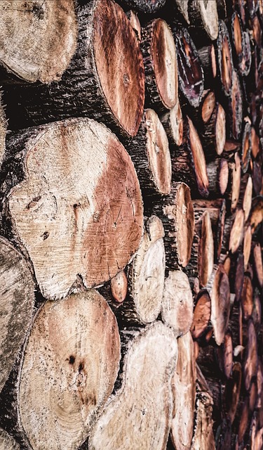 Free Wood Logs photo and picture