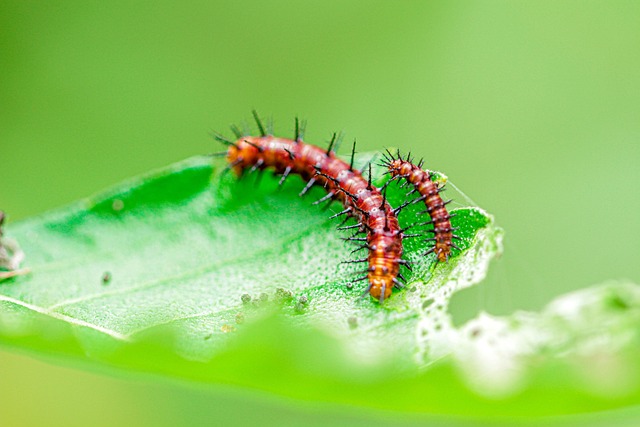 Free Caterpillar Insect photo and picture