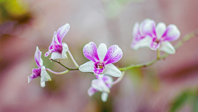 Free Orchids Flower Background photo and picture