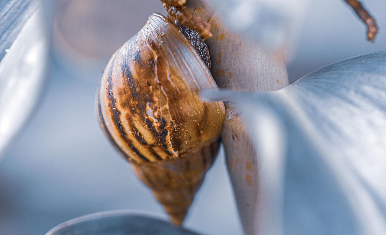 Escargot Coquille Mollusque Photo gratuite sur Pixabay Pixabay — free download