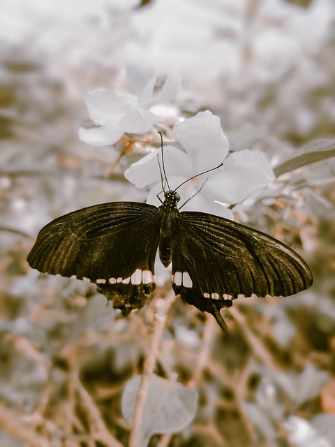 Free Butterfly Flower photo and picture