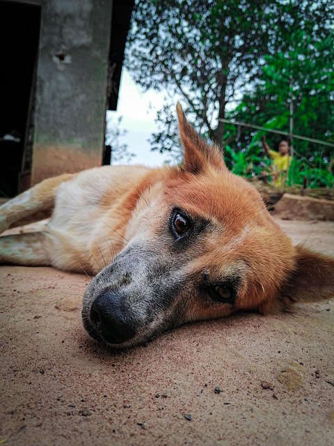 Free Dog Pet photo and picture