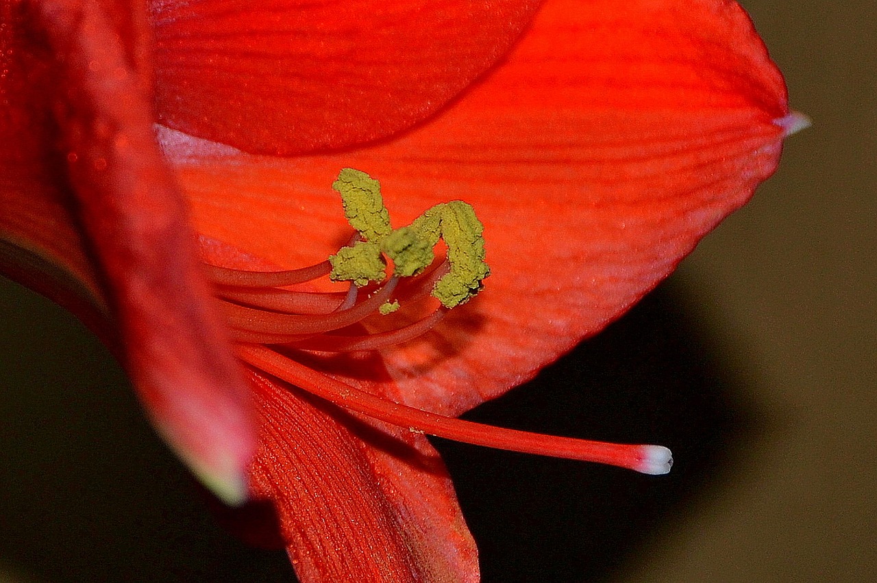 Amaryllis - free online jigsaw puzzle photo