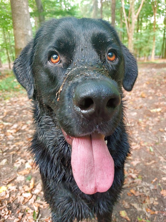 casino online game pin up