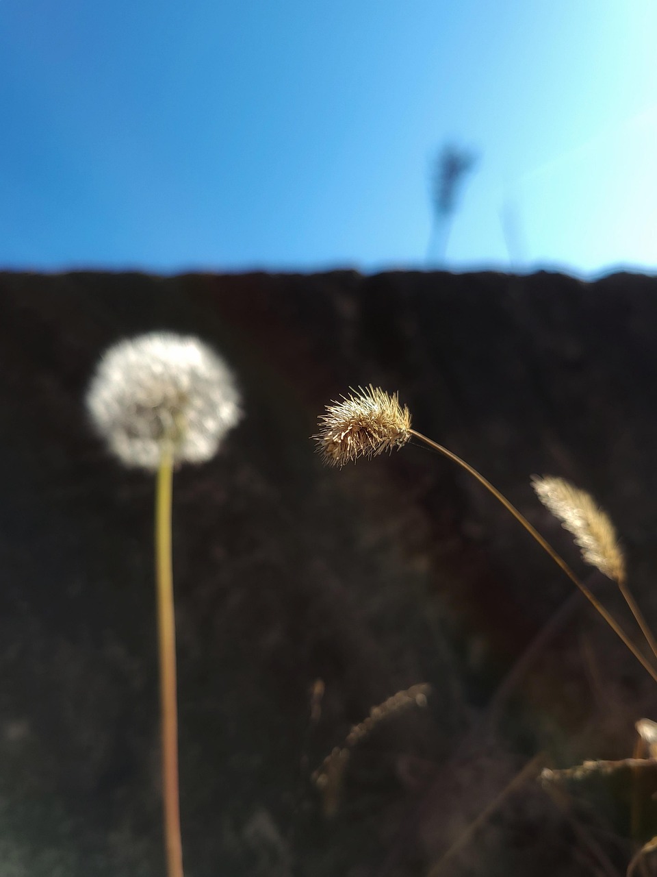 Löwenzahn Blume Natur - Kostenloses Foto auf Pixabay - Pixabay
