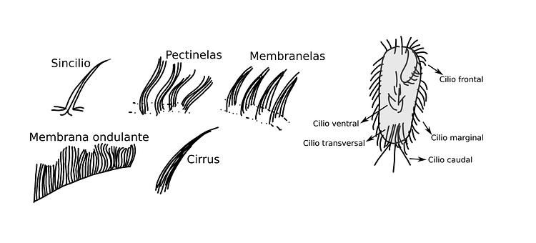 Ciliophora, Vorticella, Stramenopila
