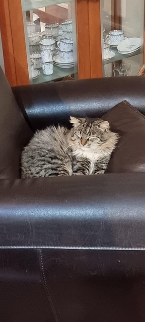 Katten, Sofa, Brun, Hud, Lang