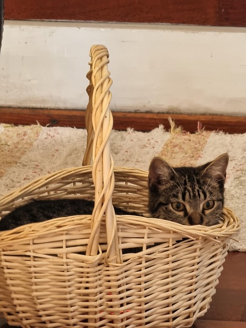 Kattunge, Kurv, Feline, Søt, Øyne, Grå