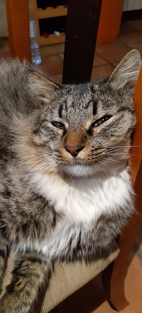 Katten, Øyne, Utmerket, Manke, Stripete