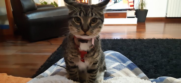 Kattunge, Feline, Stripete